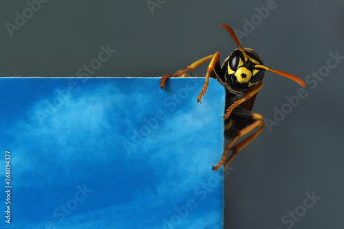 The wasp sits on the edge of the photo. This can be a place for a headline or an advertisement.