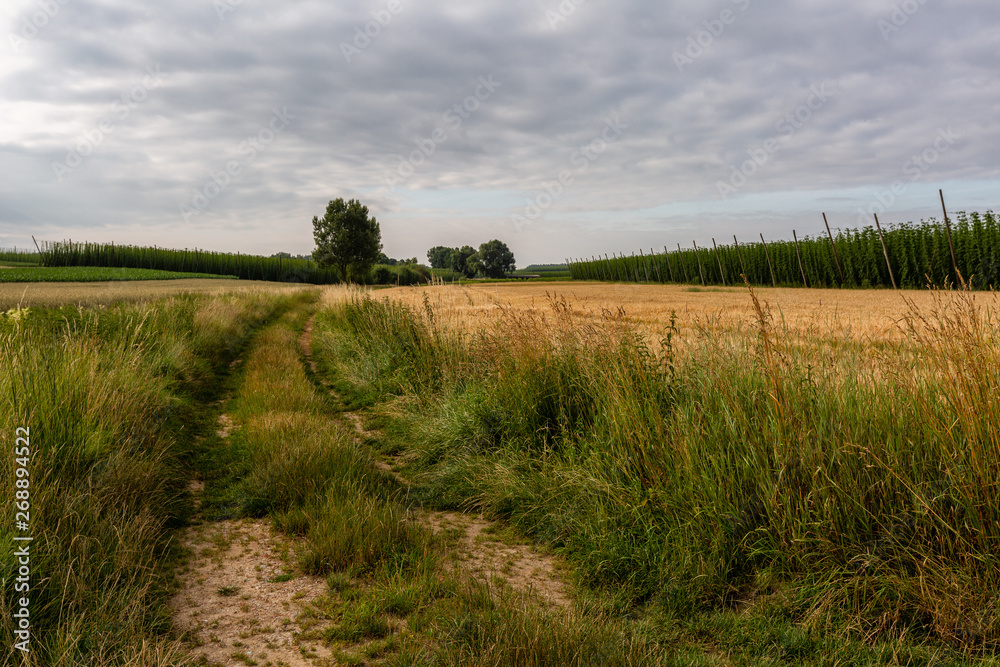 Beautiful landscape with trail in the fields