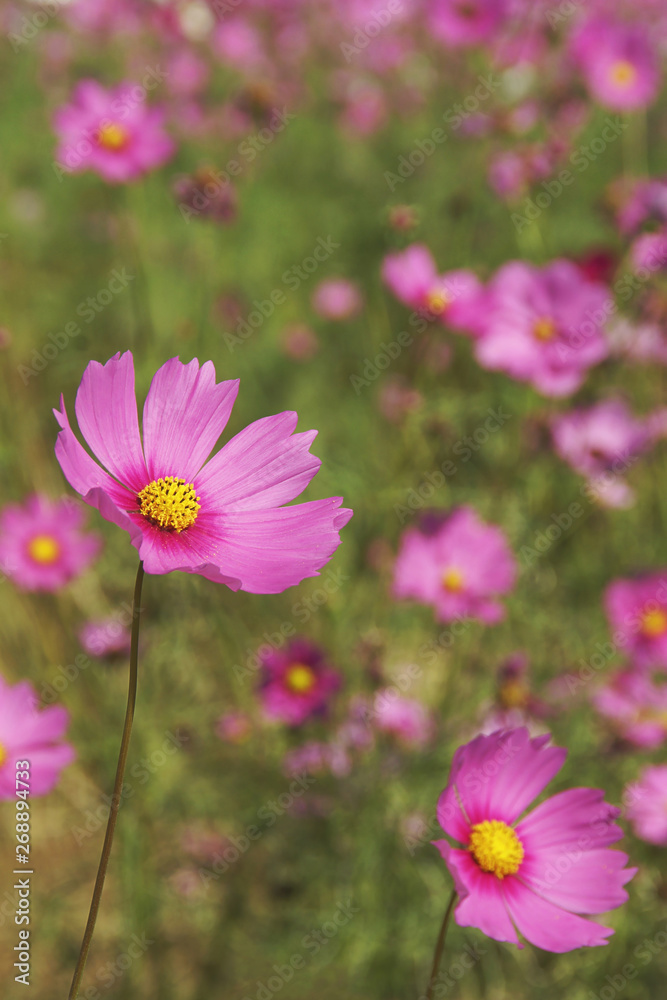 Pink Cosmos Flowers Blooming in the Landscape Pink Cosmos Flowers Blooming in the Landscape