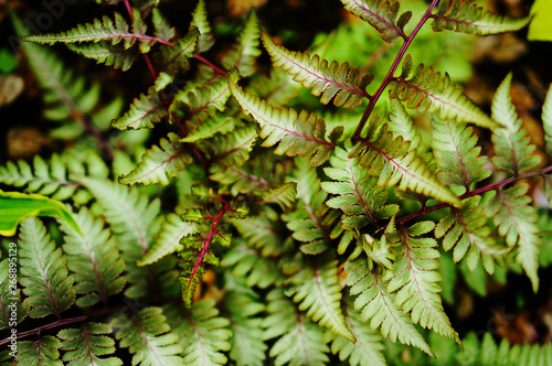'Ursula's Red' Japanese painted fern. Close-up of leaves in Spring photo
