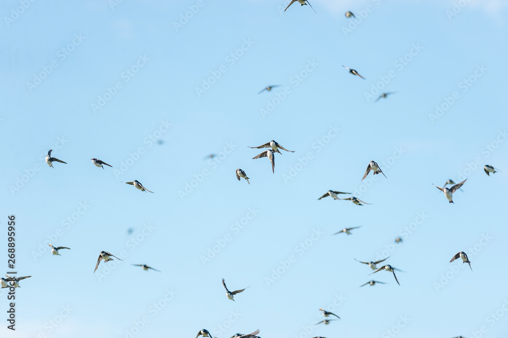 Flock of tree swallows flying in chaotic formation