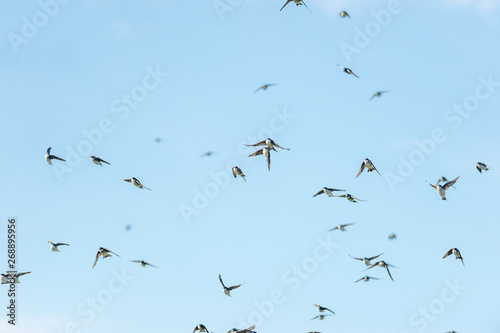 Flock of tree swallows flying in chaotic formation