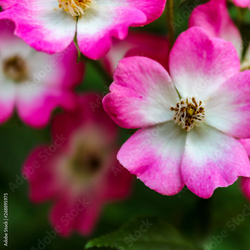 Pink flowering Rosa rubiginosa , close up and selective focus. Romantic floral background
