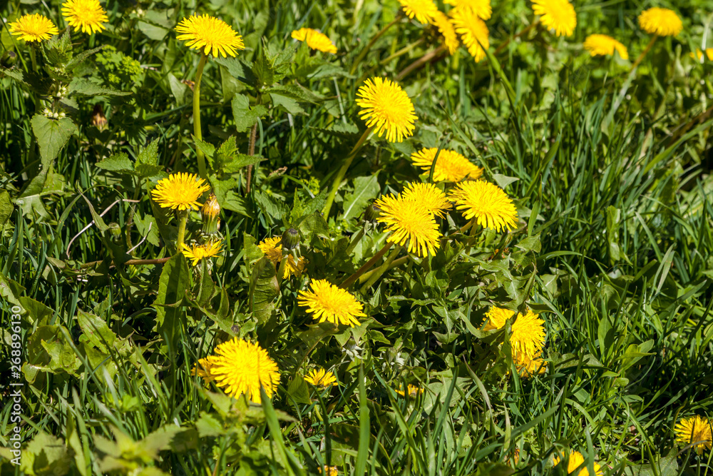 May dandelions. The young field of yellow dandelions. May dandelions. The young field of yellow dandelions.