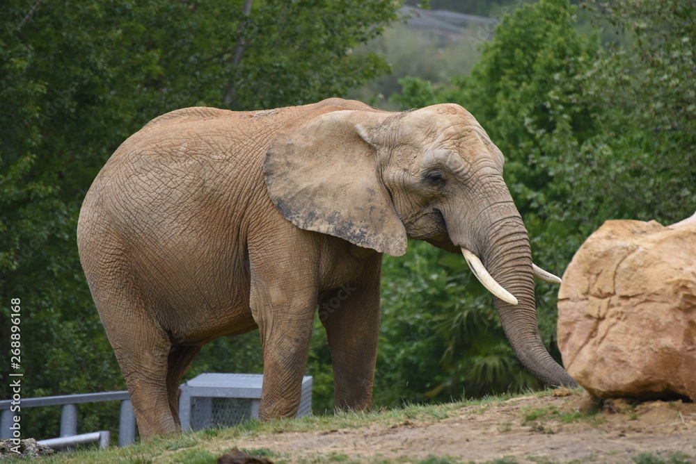 Obraz premium Elephant