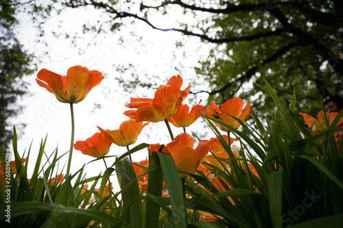 Fototapeta Naklejka Na Ścianę i Meble -  Spring tulips in the park