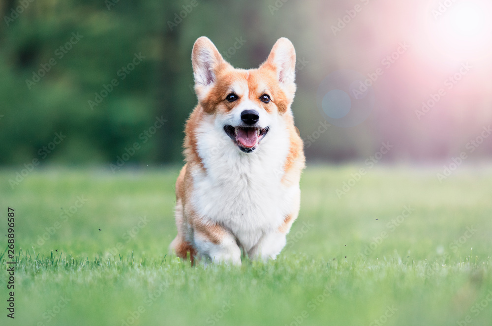 red dog welsh corgi pembroke for a walk in summer red dog welsh corgi pembroke for a walk in summer