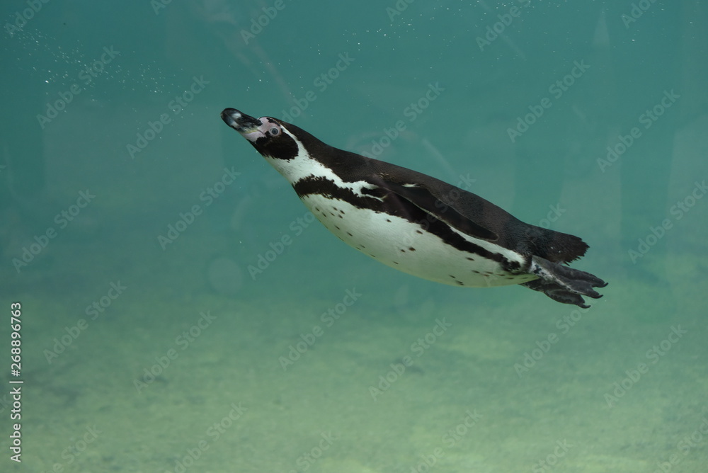 Fototapeta premium Manchot