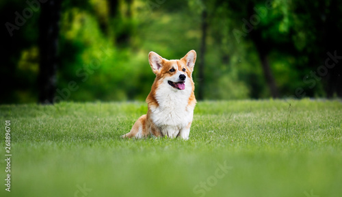 Fotografia red dog welsh corgi pembroke for a walk in summer
