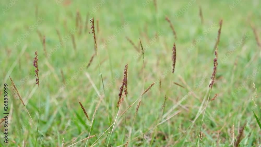 Brown Flower Nut grass (Yellow nutsedge, Coco grass, Cyperus rotundus Linn.) is swaying in the wind on a green background. Brown Flower Nut grass (Yellow nutsedge, Coco grass, Cyperus rotundus Linn.) is swaying in the wind on a green background.