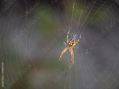 Spider waiting in its web.