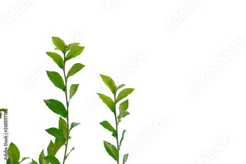 Young tropical plant leaves with branches on white isolated background for green foliage backdrop 
