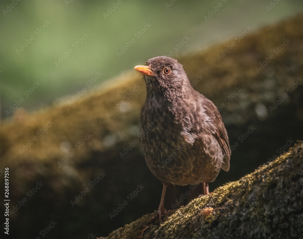Obraz premium Amsel im Abendlicht