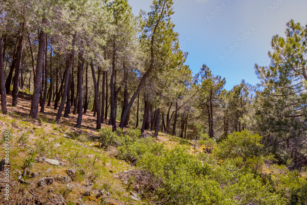 Obraz premium pine forest in the sierra de guadarrama. madrid Spain