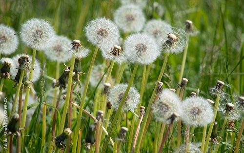 sugar stealers  dandelion seed heads in a summer meadow