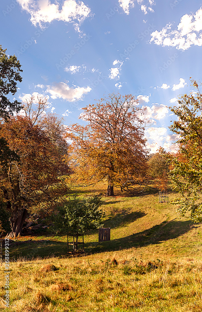 Autumn in the park - natural scenery