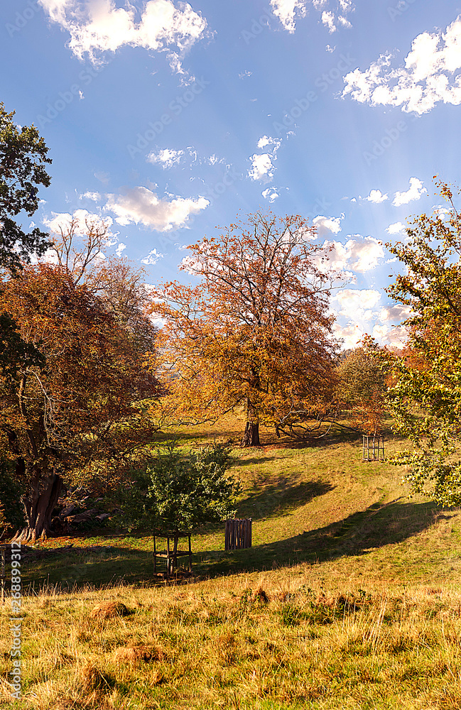Autumn in the park - natural scenery Autumn in the park - natural scenery