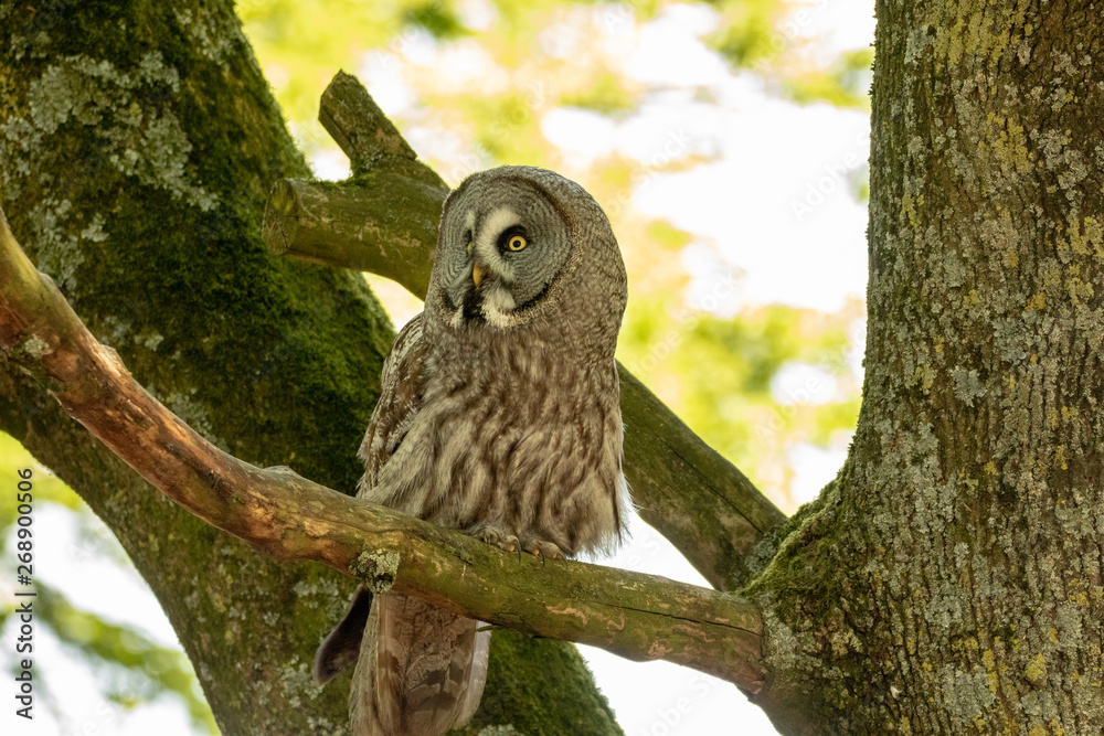 Fototapeta premium great grey owl on a branch