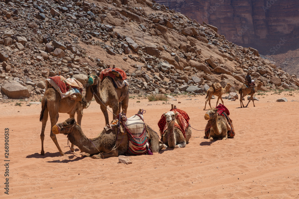Fototapeta premium Resting camels in the Red Desert in Wadi Rum, Jordan, Middle East.