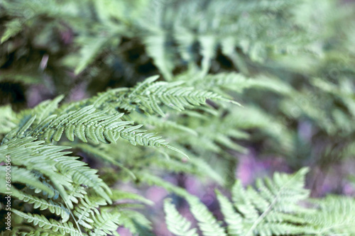 Perfect natural leaves of ferns pattern. Green foliage background close up