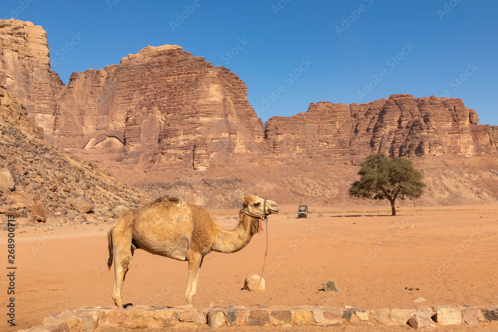 Resting camels, Wadi Rum desert, Jordan. Resting camels, Wadi Rum desert, Jordan.