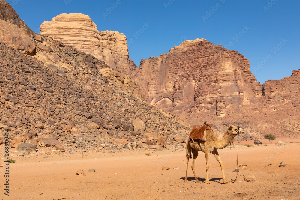 Resting camels, Wadi Rum desert, Jordan. Resting camels, Wadi Rum desert, Jordan.