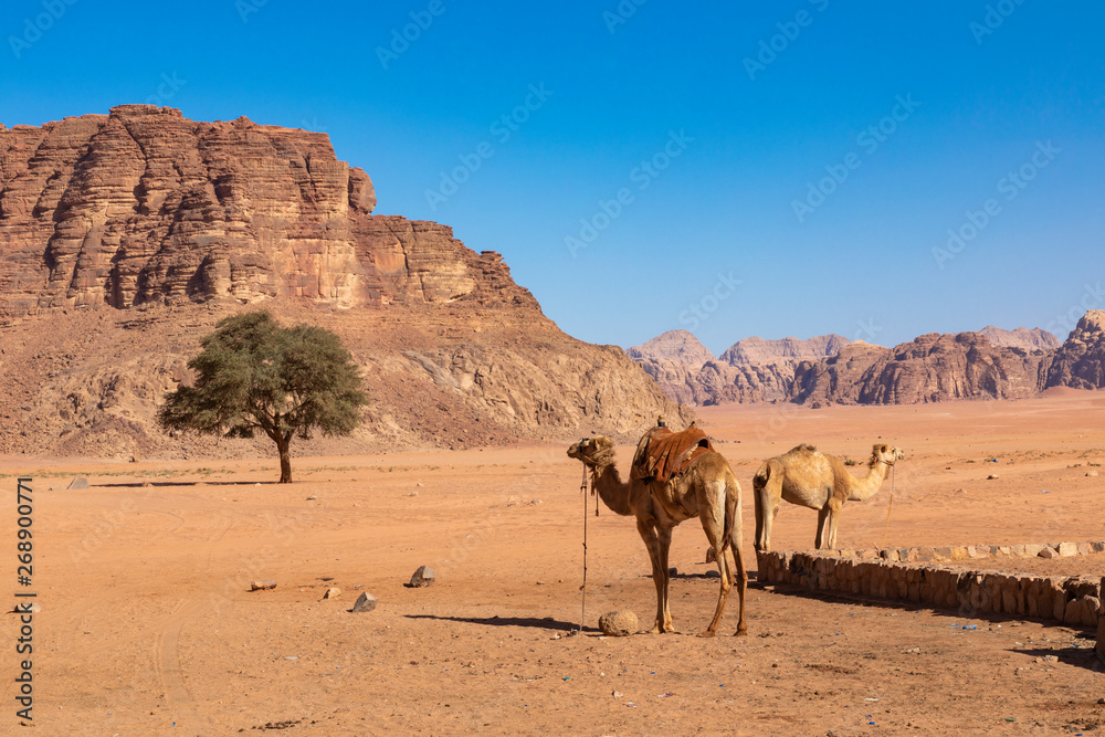 Resting camels, Wadi Rum desert, Jordan. Resting camels, Wadi Rum desert, Jordan.