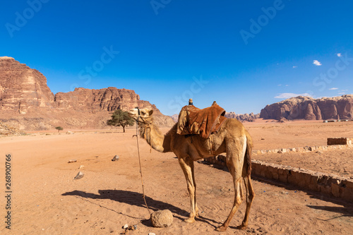 Resting camels, Wadi Rum desert, Jordan.