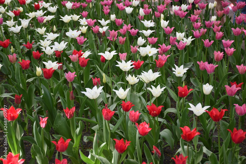 Lawn of tulips at the spring exhibition of fresh flowers