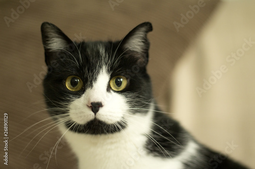 Black and white cat with immunodeficiency