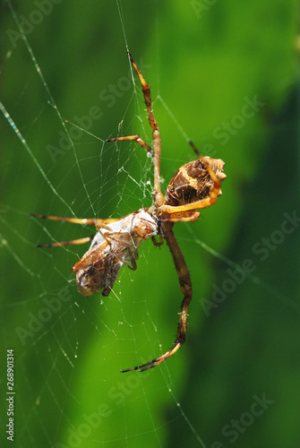 Spider photographed in Guarapari, Espirito Santo. Picture made in 2007.