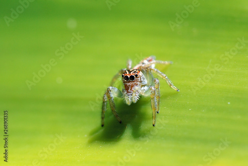 Jumping spider photographed in Guarapari, Espirito Santo. Picture made in 2007