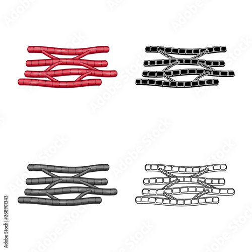 Vector design of fiber and muscular icon. Set of fiber and body  stock symbol for web.