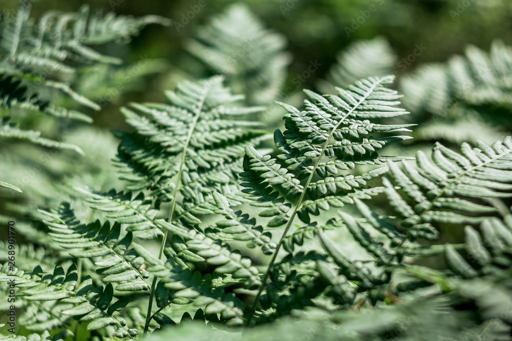 Fototapeta premium Perfect natural leaves of ferns pattern. Green foliage background close up