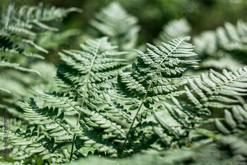 Perfect natural leaves of ferns  pattern. Green foliage background close up