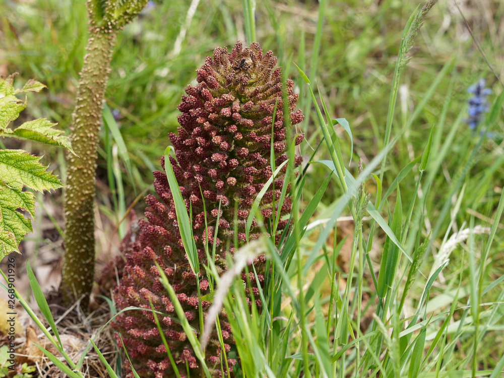 Gunnera manicata - Mammutblatt oder Riesen-Rhabarber Gunnera manicata - Mammutblatt oder Riesen-Rhabarber