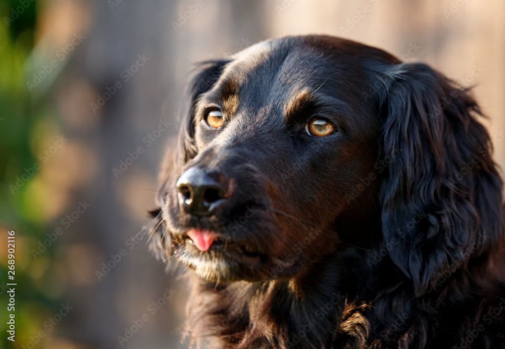 faithful looking family dog smiling at sunset with brown eyes happily