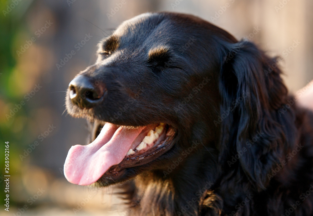 faithful looking family dog smiling at sunset with brown eyes happily