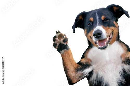hello goodbye high five dog, Appenzeller Mountain Dog photo