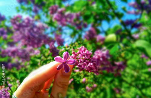 Syr nga, lilac, flower with five petals for good luck photo