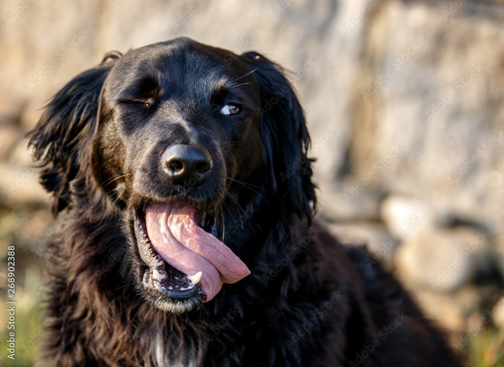 family dog smiling at sunset and putting out his tongue happily family dog smiling at sunset and putting out his tongue happily