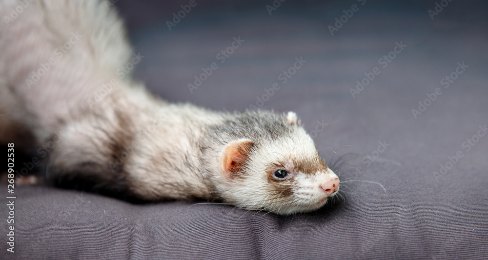 loved skulk coloured ferret on the balcony smiling and cleaning its pelt happily loved skulk coloured ferret on the balcony smiling and cleaning its pelt happily
