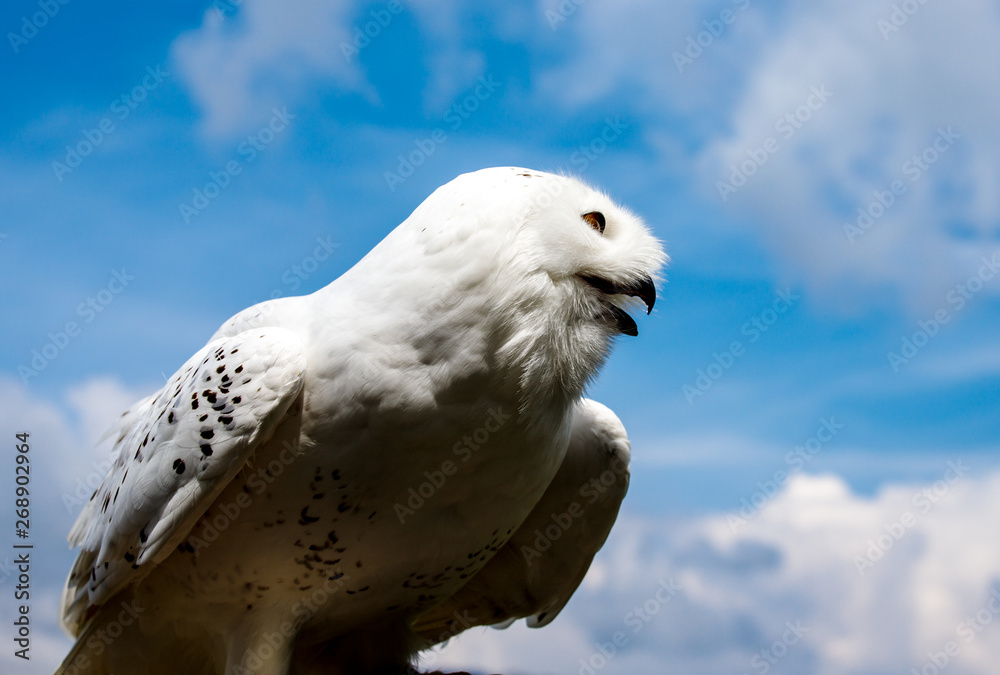Young arctic snow owl marking its territory high up in the sky Young arctic snow owl marking its territory high up in the sky