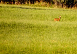 Brown young female deer in the field at sunset