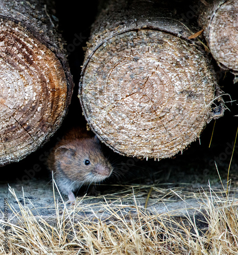 brown rat mother running in the wood stack with its baby rat mouse photo