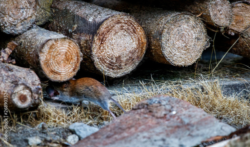 brown rat mother running in the wood stack with its baby rat mouse photo