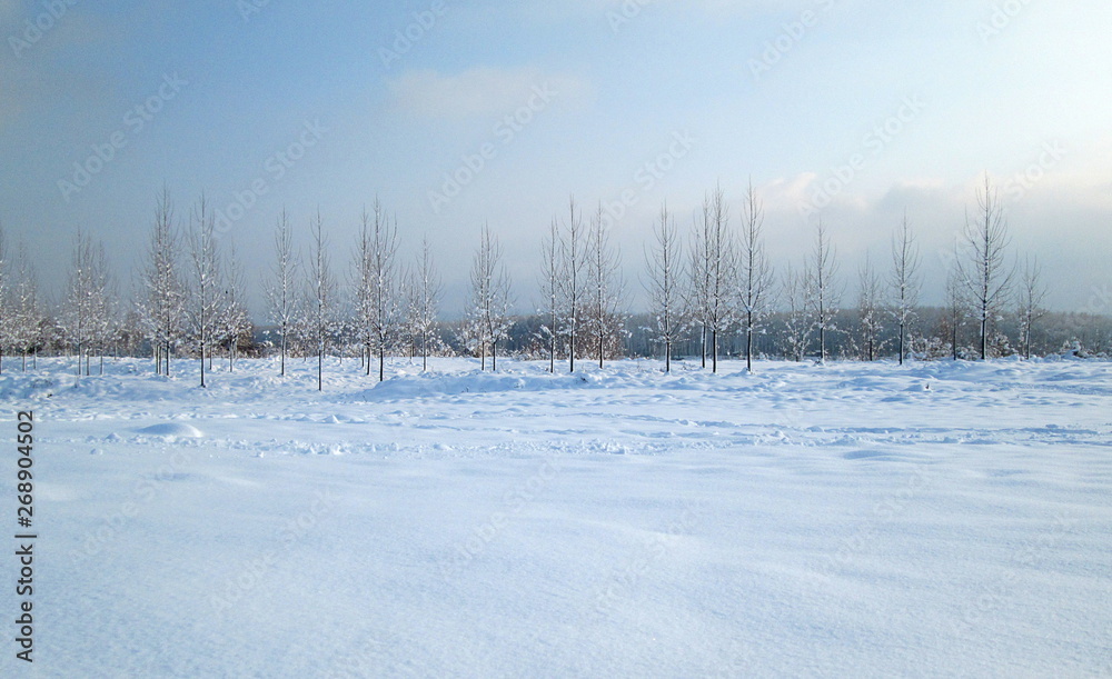 Snow and ice covered trees in the winter freezing day. River Danube environment, Futog Serbia Snow and ice covered trees in the winter freezing day. River Danube environment, Futog Serbia