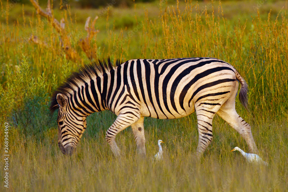 The plains zebra (Equus quagga, formerly Equus burchellii), also