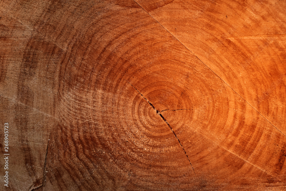 Naklejka premium Wood texture wooden background cut tree