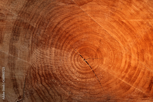 Wood texture wooden background cut tree